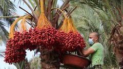 بدء موسم قطف ثمار البلح في قطاع غزة