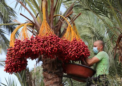 بدء موسم قطف ثمار البلح في قطاع غزة