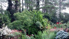 إحصائية: 39 % من نباتات العالم مهددة بالانقراض