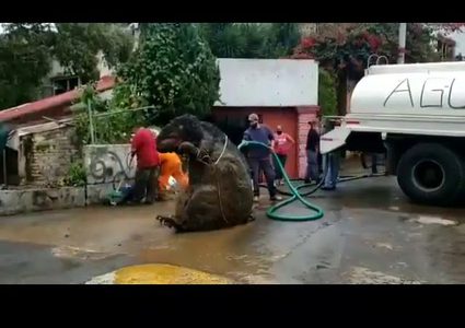 اكتشاف مجسم لجرذ عملاق داخل نظام الصرف الصحي في المكسيك