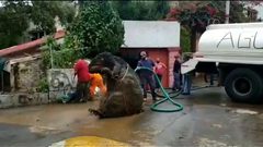 اكتشاف مجسم لجرذ عملاق داخل نظام الصرف الصحي في المكسيك