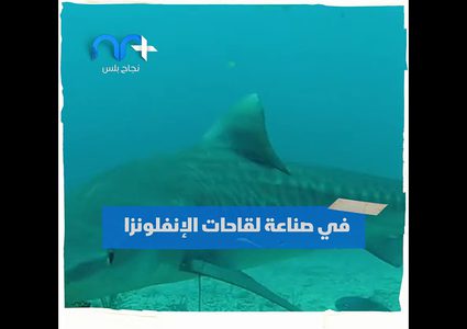 كورونا يهدد نصف مليون سمكة قرش ..ما السبب؟