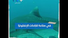 كورونا يهدد نصف مليون سمكة قرش ..ما السبب؟