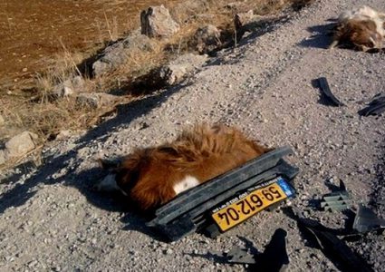 مستوطن يدهس قطيعا من الأغنام جنوب الخليل