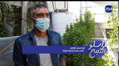 الزراعة الحضرية في غزة نمط جديد لتعزيز المساحات الخضراء