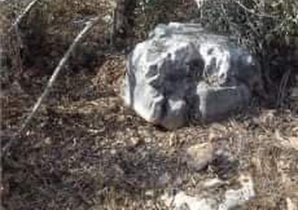 مستوطنون يقطعون 12 شجرة زيتون مثمرة في كفرالديك