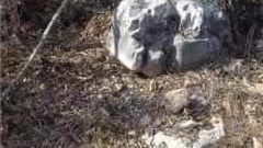 مستوطنون يقطعون 12 شجرة زيتون مثمرة في كفرالديك