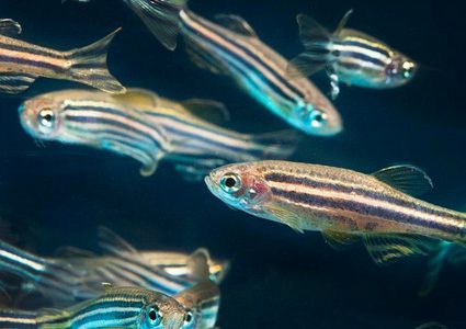 باحثون: سمكة "الدانيو المخطط" قد تعيد الأمل للمكفوفين