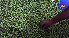 مواطنون يعصرون الزيتون بعد قطف ثماره في غزة