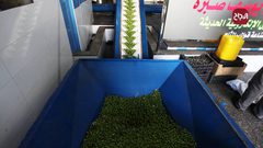 مواطنون يعصرون الزيتون بعد قطف ثماره في غزة