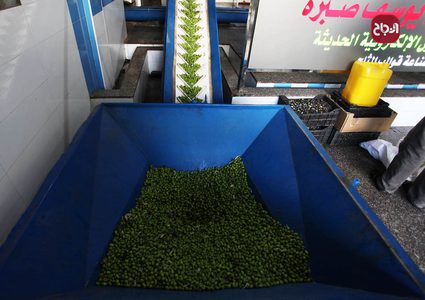 مواطنون يعصرون الزيتون بعد قطف ثماره في غزة