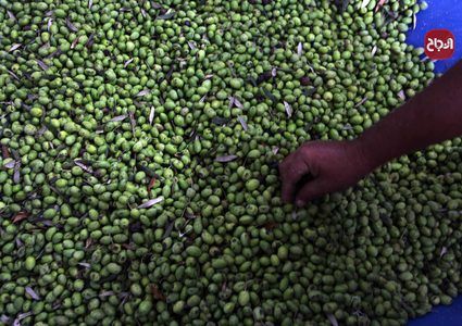 القطاع الزراعي  يدعو لتضافر الجهود من أجل حماية موسم الزيتون