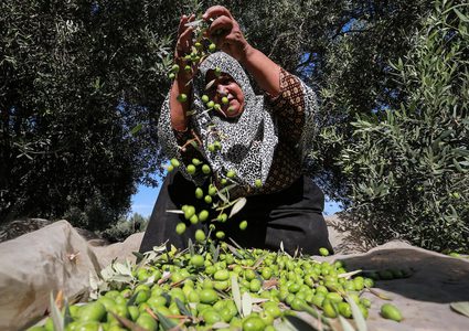 الاحتلال يتربص بموسم الزيتون ويحجر على 3000 دونم