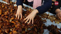 نساء يعملن في مصنع لانتاج عجوة التمر في دير البلح وسط قطاع غزة
