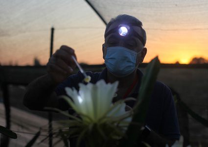 مزارعون في غزة ينجحون بإنتاج فاكهة "التنين" الاستوائية