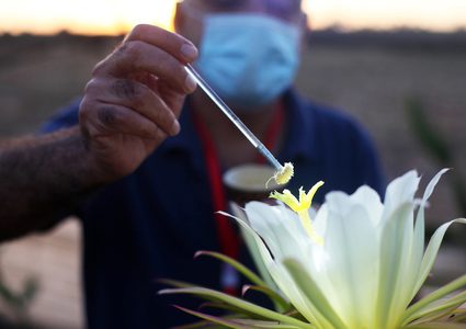 مزارعون في غزة ينجحون بإنتاج فاكهة "التنين" الاستوائية