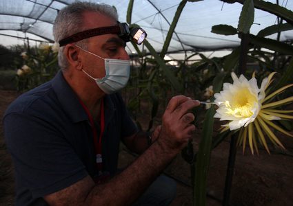 مزارعون في غزة ينجحون بإنتاج فاكهة "التنين" الاستوائية