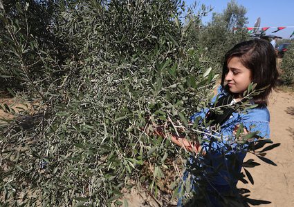 افتتاح موسم الزيتون في خانيونس جنوب قطاع غزة