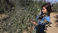 طفلة فلسطينية تشارك في حفل افتتاح موسم الزيتون في بلدة خزاعة ، شرق خان يونس جنوب قطاع غزة