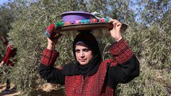 إمرأة فلسطينية تشارك في حفل افتتاح موسم الزيتون في بلدة خزاعة ، شرق خان يونس جنوب قطاع غزة