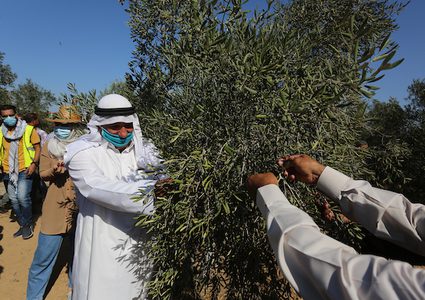 فلسطينيون يشاركون في حفل افتتاح موسم الزيتون في بلدة خزاعة ، شرق خان يونس جنوب قطاع غزة