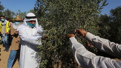 فلسطينيون يشاركون في حفل افتتاح موسم الزيتون في بلدة خزاعة ، شرق خان يونس جنوب قطاع غزة