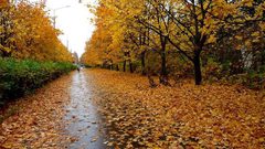 لماذا يشعر الناس بالمرض والاكتئاب في فصل الخريف ؟