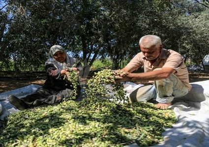 انطلاق حملة "فزعة زيتون"في نابلس