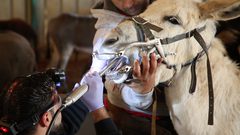 المركز الآمن للحيوانات... الأول من نوعه في فلسطين