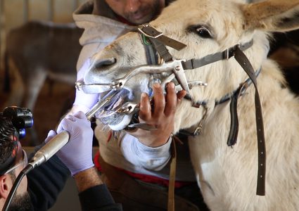 المركز الآمن للحيوانات... الأول من نوعه في فلسطين