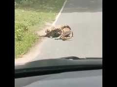 ثعبان ضخم يخنق غزالاً خلال محاولة ابتلاعه