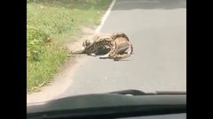 ثعبان ضخم يخنق غزالاً خلال محاولة ابتلاعه