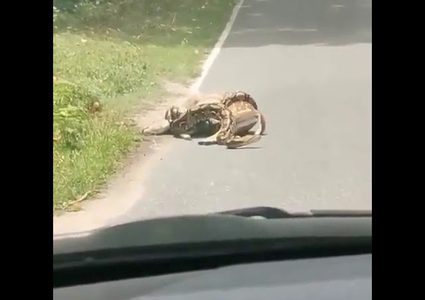 ثعبان ضخم يخنق غزالاً خلال محاولة ابتلاعه