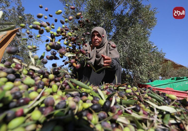 موسم قطف الزيتون في بلدة خزاعة شرق خانيونس