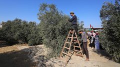 موسم قطف الزيتون في بلدة خزاعة شرق خانيونس