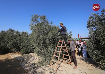 موسم قطف الزيتون في بلدة خزاعة شرق خانيونس