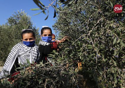 موسم قطف الزيتون في بلدة خزاعة شرق خانيونس