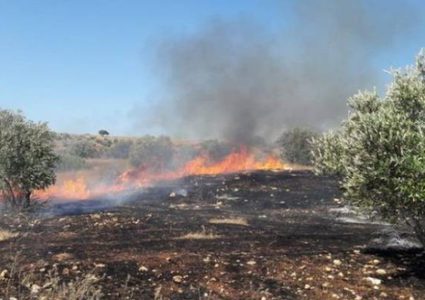 احتراق 1400 شجرة زيتون في جنين