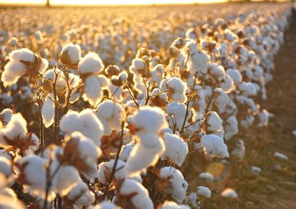 شاهد "غلطة بسيطة" تتسبب بكارثة في مصنع صيني للقطن