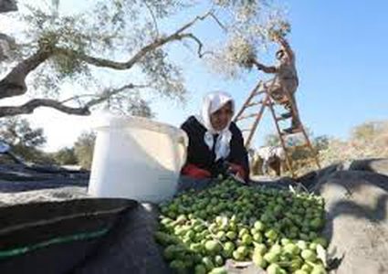 تحذيرات من مخاطر الحالة الجوية المتزامنة مع موسم قطف الزيتون