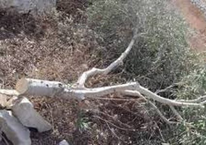 مستوطنون يحطمون اشجار الزيتون شرق يطا