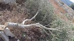 مستوطنون يحطمون اشجار الزيتون شرق يطا