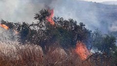 مستوطن يضرم النار في مئات أشجار الزيتون بقرية صفا غرب رام الله