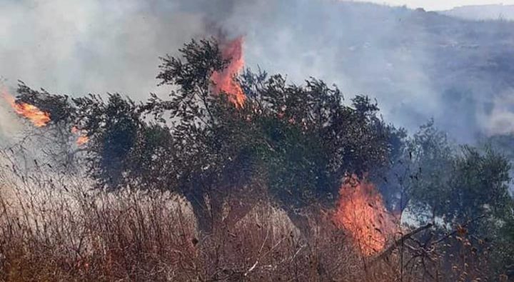 مستوطن يضرم النار في مئات أشجار الزيتون بقرية صفا غرب رام الله