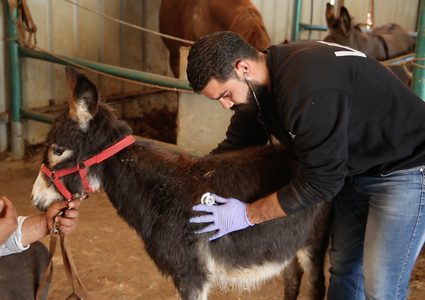 المركز الآمن للحيوانات يقدم الرعاية والعلاج للحيوانات العاملة، والتوعية والارشاد لأصحاب هذه الحيوانات من أجل العناية والرفق بها