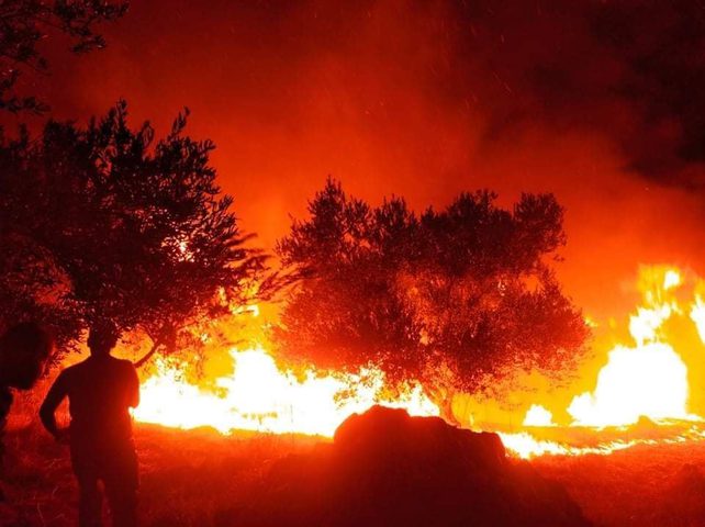 احتراق أكثر من 1000 شجرة زيتون في أماكن متفرقة بجنين