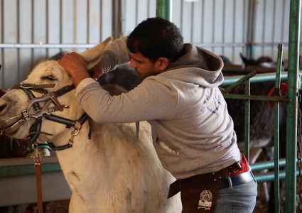 المركز الآمن للحيوانات يقدم الرعاية والعلاج للحيوانات العاملة، والتوعية والارشاد لأصحاب هذه الحيوانات من أجل العناية والرفق بها