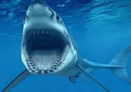 شاهد سمكة قرش كادت أن تنهي حياة راكب أمواج