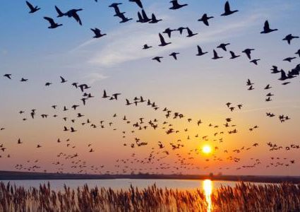 فلسطين تحتفي باليوم العالمي للطيور المهاجرة