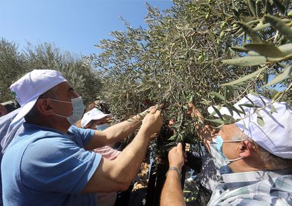 رام الله: اشتية يطلق موسم قطف ثمار الزيتون من بلدة بيرزيت